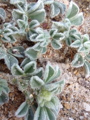 Medicago marina
