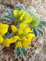 Medicago marina