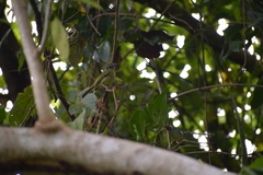 Tolmomyias