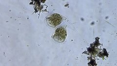 Campanella