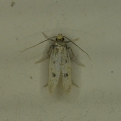 Carolana ascriptella