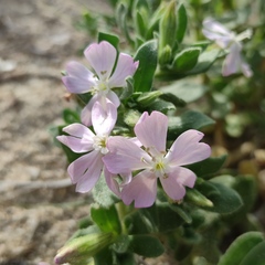 Silene succulenta