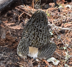 Morchella exuberans