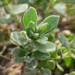 Silene succulenta