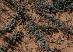 Indigofera flavicans