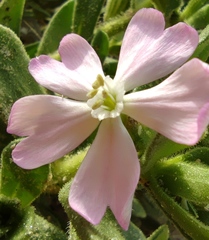 Silene succulenta
