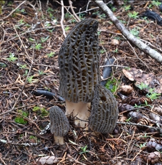 Morchella exuberans