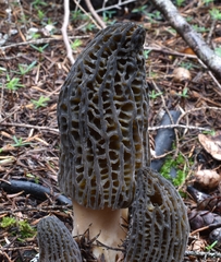 Morchella exuberans