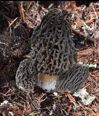 Morchella exuberans
