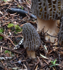 Morchella exuberans