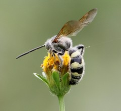 Campsomeriella