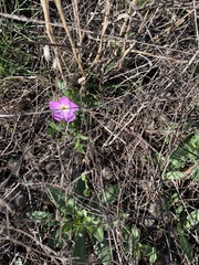Phlox roemeriana
