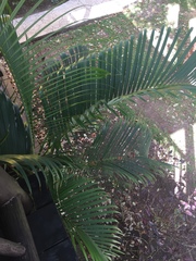 Dypsis lutescens