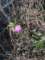 Phlox roemeriana