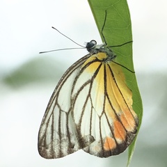Delias hyparete