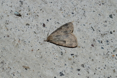 Parahypenodes quadralis