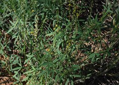 Crotalaria sphaerocarpa