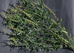 Crotalaria sphaerocarpa