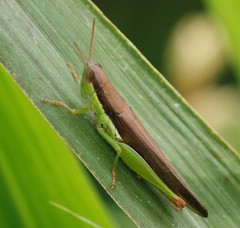 Oxya japonica