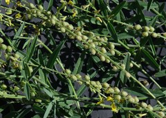Crotalaria sphaerocarpa
