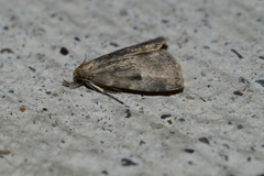 Parahypenodes quadralis