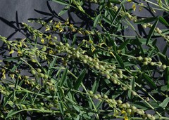 Crotalaria sphaerocarpa