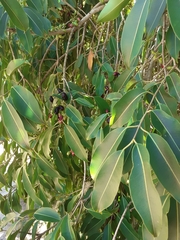 Tripodanthus acutifolius