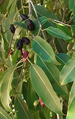 Tripodanthus acutifolius