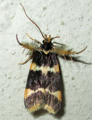 Dragmatucha proaula