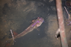 Periophthalmodon