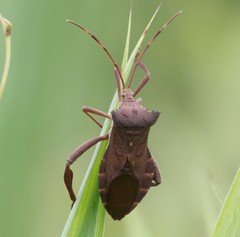 Prionolomia