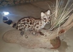 Genetta tigrina tigrina