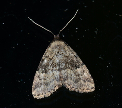 Dyspyralis illocata