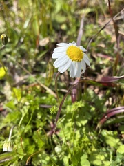 Anthemis chia
