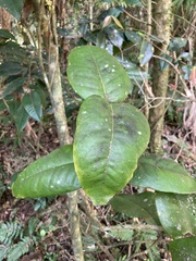 Eugenia haematocarpa