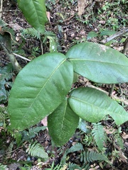 Eugenia haematocarpa