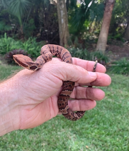 Florida Cottonmouth, Palm Coast, FL, USA, photo 4 of 10