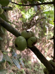 Eugenia haematocarpa