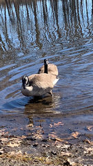 Branta canadensis
