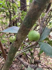 Eugenia haematocarpa