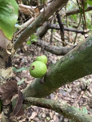 Eugenia haematocarpa