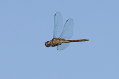 Tauriphila australis