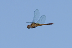 Tauriphila australis