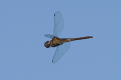 Tauriphila australis