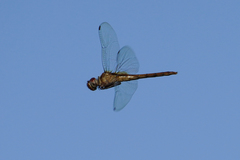 Tauriphila australis