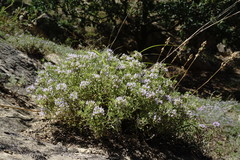 Ziziphora serpyllacea