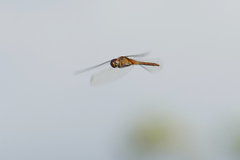 Tauriphila australis