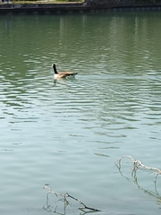 Branta canadensis