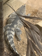 Crocodylus mindorensis