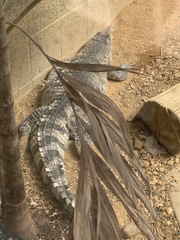Crocodylus mindorensis